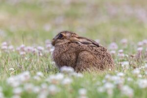 young hare, leveret, hare